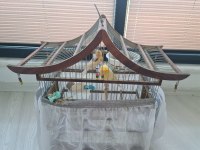 El Yapımı Ahşap Kafes + Çift Kanarya