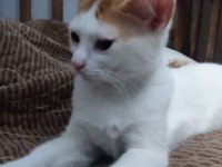 Kedimiz rodrigo sahibini arıyor