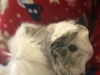 Sütten Kesilen Ele Alışık Yavru Guinea Pig