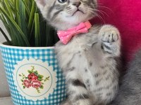 Ücretsiz İkiz Dişi Kedimiz