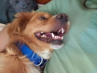 Altın Kalpli Köpeğimiz Chucky İçin Ömürlük Yuva Arıyoruz