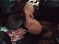 Fazlalık nedeniyle tavşan sahiplendirilecek beyaz kırmızı gözlü zelandalar