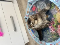 British Longhair Cinsi Kedimiz