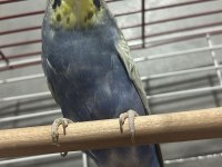 Rainbow Muhabbet Kuşu