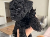 Silver Poodle Yavruları