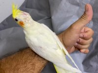 Sultan papağanı 2 aylık