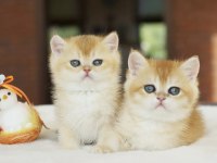 British shorthair golden yavrular