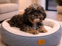 Nadir Altın Çikolata Shih Tzu Yavru – 10 Ocak Doğumlu