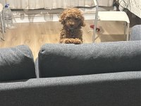 2,5 Aylık Toy Poodle Dişi