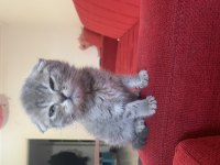 55 Günlük Scottish Fold Erkek Bebeğim