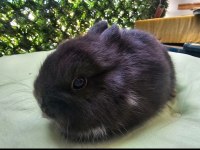 Hollanda Cüce Tavşanı Bebeklerimiz Yeni Yuvalarını Arıyor