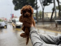 Şehir Dışına Çıkacağım İçin Sahpilendireceğim Poodle
