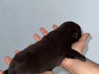 30 Günlük Siyah Pug Yavruları Rezerve Açık