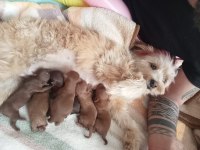 Köpeğimizin sahiplendirilecek melez yavruları