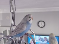 Oyuncu Yavru Muhabbet Kuşlar