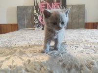 Lilac ve beyaz renkli british yavrular