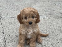 Toy Poodle Bebeğim