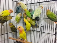 Sevda Cennet Papağanı Yavrular