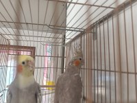 Sultan Papağanı Sağlıklı