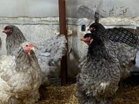 Black blue brahma kuluçkalık yumurta ve civciv