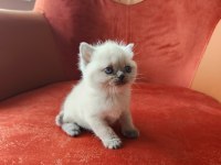 British Shorthair Blue Point