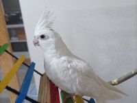 Uygun Fiyat Albino Kırmızı Göz Sultan Papağanı