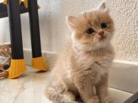 Safkan british yavrular