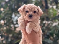 Yavru maltipoo köpeği