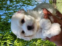 Mini boy maltese bebekler