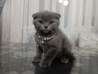 2 aylık dişi scottish fold
