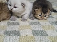 Scottish fold yavrular