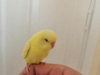 1 Aylık Yavru Dişi Muhabbet Kuşu