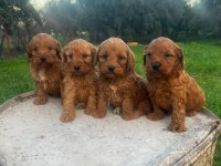 Büyümeyen Maltipoo Yavrularım