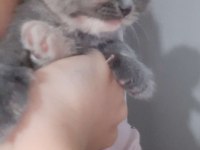 Dünya Tatlısı Minnoş Kedimiz Evinizin Neşesi Olacak