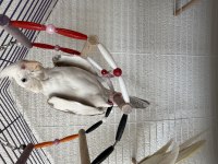 Wifi Sultan Papağanı Ve Lutino Sultan Eş