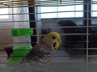 Sevecen Dişi Muhabbet Kuşu