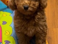 Red teacup poodle yavrularımız