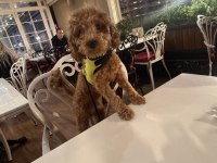 7 Aylık Poodle Acil