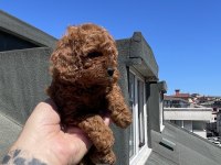 Red Brown Toy Poodle Yavrular