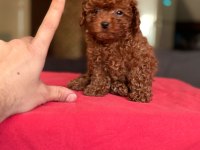 Kore Kan Toy Poodle