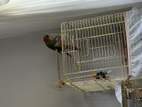 Güneş Konur Papağanı Oyun Hamuru 7 Aylık