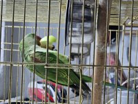 Jumbo boy alexander papağanı