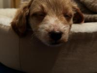 Yavru Maltipoo Köpeği