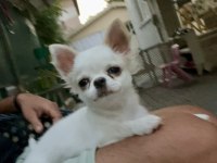 4 Aylık Safkan Erkek Şivava