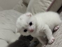 Eğik Kulak Scottish Fold Kediler
