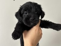 45 Günlük Morkie Yavruları - Evden Sağlıklı Bebekler