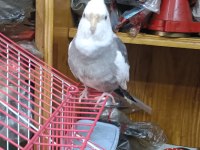 Takım Damızlık 1.5 Yaş Sultan Papağanı