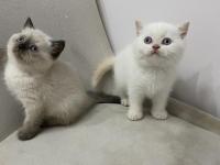 Teslime Hazır British Shorthair Red Point