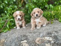 Maltipoo yavrularım sağlık ve ırk garantilidir