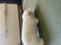 Beyaz Hollanda Lop Tavşanı